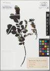 Foto von Salix glabra Scop.